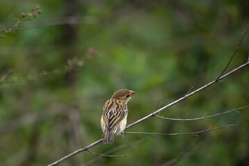 Close up of a vibrant yellow and brown Baya weaver bird perched on a delicate tree branch against a...