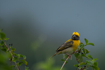 Close up of a vibrant yellow and brown Baya weaver bird perched on a delicate tree branch against a...