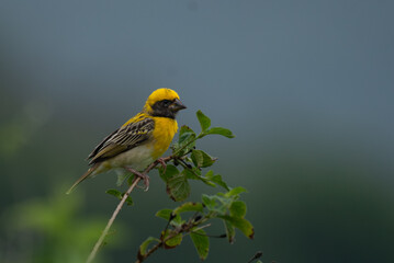 Close up of a vibrant yellow and brown Baya weaver bird perched on a delicate tree branch against a...