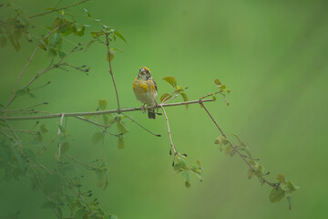 Close up of a vibrant yellow and brown Baya weaver bird perched on a delicate tree branch against a...