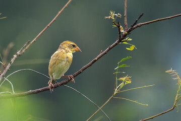 Close up of a vibrant yellow and brown Baya weaver bird perched on a delicate tree branch against a...
