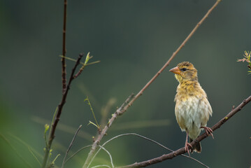 Close up of a vibrant yellow and brown Baya weaver bird perched on a delicate tree branch against a lush green blurred background.