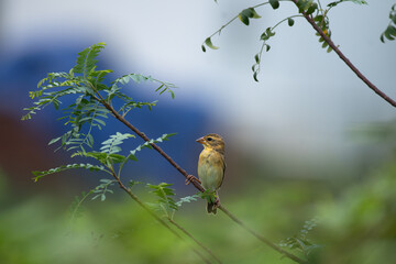 Close up of a vibrant yellow and brown Baya weaver bird perched on a delicate tree branch against a lush green blurred background.