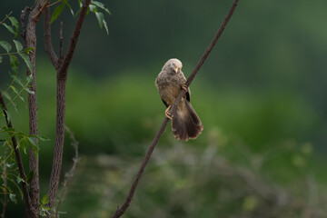 A vibrant Jungle babbler perched on a slender, angled tree branch with its tail feathers fanned out, set against a beautifully blurred green background.