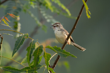 Close up of a vibrant Rufous fronted prinia  bird perched on a delicate tree branch against a lush green blurred background with open mouth.