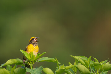 Close up of a vibrant yellow and brown Baya weaver bird perched on a delicate tree branch against a...
