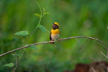 Close up of a vibrant yellow and brown Baya weaver bird perched on a delicate tree branch against a lush green blurred background with open mouth.