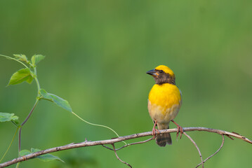 Fototapeta premium Close up of a vibrant yellow and brown Baya weaver bird perched on a delicate tree branch against a lush green blurred background.