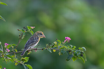 A small, vibrant baya weaver perched on a flowering with vibrant green leaves and pink blossoms, against a soft, blurred green background.