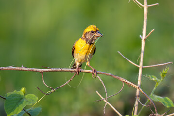 Obraz premium Close up of a baya weaver perched on a slender stem, holding long green grass stands in its beak for nest building. Captured against a soft green background.