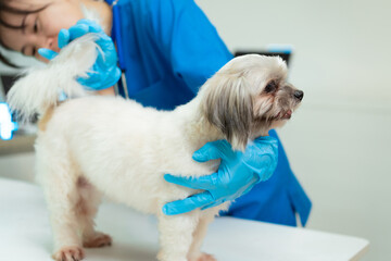 A middle-aged Asian female veterinarian is administering a vaccine or injection to a dog on a...