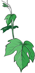 Green grapevine branch with leaves sketch vector