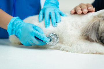 A middle-aged Asian man visits a veterinary clinic where a female Asian veterinarian performs a...