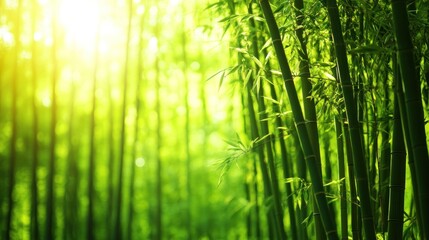 Fototapeta premium Lush green bamboo forest bathed in sunlight