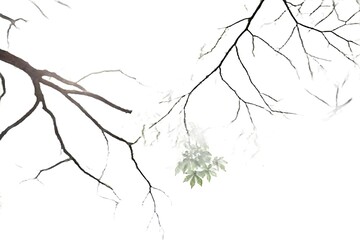 Fototapeta premium Bare tree branches are presented on a white canvas in a minimalist style