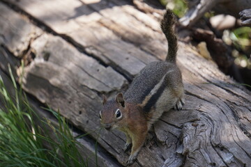 Vida silvestre y paisajes en Colorados, Estados Unidos de Am&eacute;rica