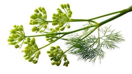 Dill Flower: Close-up shot of a dill flower with its vibrant green florets and feathery leaves, showcasing the plant's intricate beauty and culinary potential. 