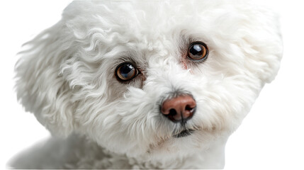 Adorable fluffy white dog with soulful brown eyes gazing curiously. transparent background