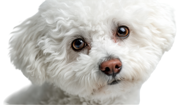 Adorable fluffy white dog with soulful brown eyes gazing curiously. transparent background