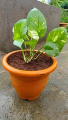 basil in a pot money plants 
