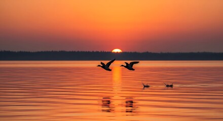 Fototapeta premium Ducks fly over the water at sunset with beautiful orange light.