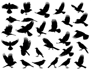 Obraz premium Black silhouettes of various birds in flight