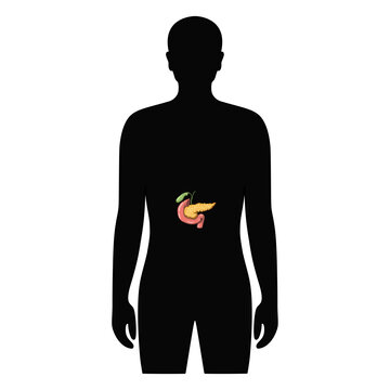 Pancreas organ in human body. Illustration pancreas in male body. Vector design for medical poster, donor, icon and education
