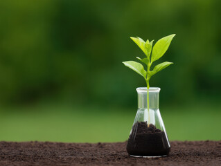  young green plant grows in soil inside a glass flask, symbolizing growth, sustainability, and environmental science.