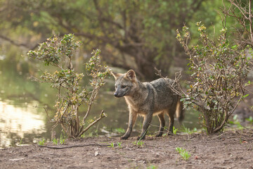 Crab-eating fox, Cerdocyon thous, beside a stream, at sunrise. Tranquil scene of a wild animal in its habitat, fauna of El Palmar National Park, in Entre Rios, Argentina.