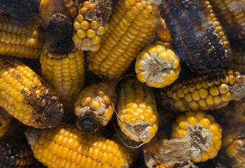 Boiled corn on the cob, close-up, top view