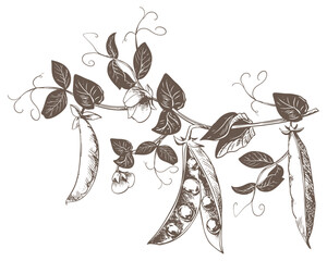 Branch with green pea pods, leaves, flowers and tendrils. Vector ripe bean pod, seeds visible. Imitation of engraving technique. Useful legume crop. Peas are hand-drawn with ink on a white background.
