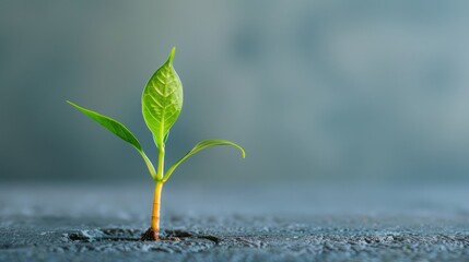 Webinar series exploring sustainable business practices