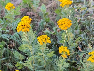 yellow flowers in the garden