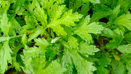Lush green chrysanthemum greens or mugwort leaves covered in fresh morning, 