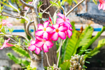 Pink white adenium flowers which were still bloom in morning blurred green leaves nature background. Tolerates very dry conditions. Received nickname Desert Rose.