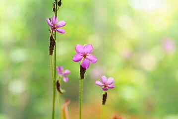 アフリカナガバノモウセンゴケの花