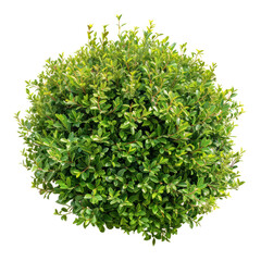 Flower bush shrub tree plant front view isolate on transparency background