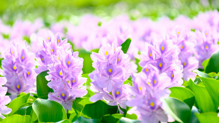 ホテイアオイの花