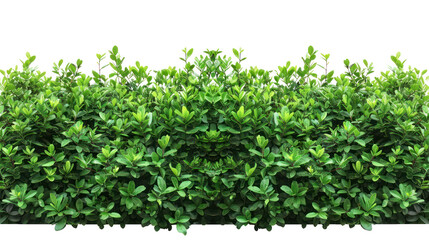 Green bush hedge isolate on transparency background