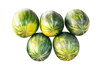 Pile big fresh watermelon dark green and yellow pattern isolated on cut out PNG or transparent background. As package design element.