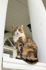 Peaceful summer afternoon with tabby cat relaxing on the front porch. Old vintage house and cozy architecture frame the perfect rural lifestyle image. Animal portrait.