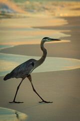 A great blue heron walking along the shoreline at golden hour. The smooth reflection, gentle waves, and soft sunset light create a serene atmosphere.