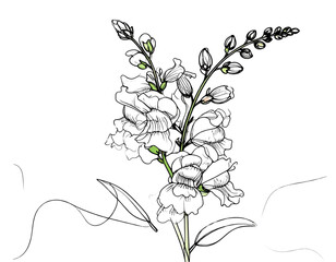  Minimalist Single-Line Drawing of a Snapdragon Flower, isolated on transparent background