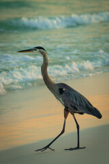 A great blue heron walking along the shoreline at golden hour. The smooth reflection, gentle waves, and soft sunset light create a serene atmosphere.