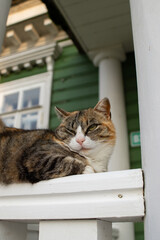 Domestic cat lying on the veranda ledge, surrounded by countryside calm. Traditional wooden house in the background evokes rustic simplicity and cozy summer mood. Portrait of cute sleepy kitty.