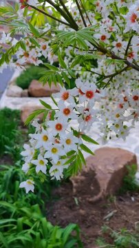 A video of a beautiful tree branch covered in small, star-shaped white flowers with red centers, possibly Styrax japonicus (Japanese Snowbell). An elegant ornamental tree in a landscaped garden.
