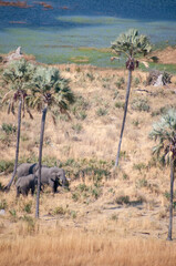 Aerial Telephoto shot of an African Elephant standing close to a palm tree, about to rub its head...