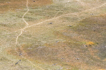 Aerial shot of an African Openbill - Anastomus lamelligerus- flying over the Okavango Delta,...
