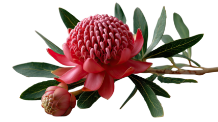 Waratah Blossom: A vibrant Waratah blossom, showcasing its intricate structure and vivid red petals, with green leaves and a subtle branch against a plain background.