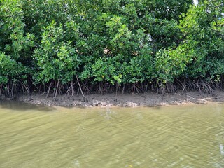 Mangrove trees grow around the river in day at Pamekasan, Indonesia